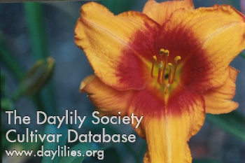 Daylily Wounded Heart